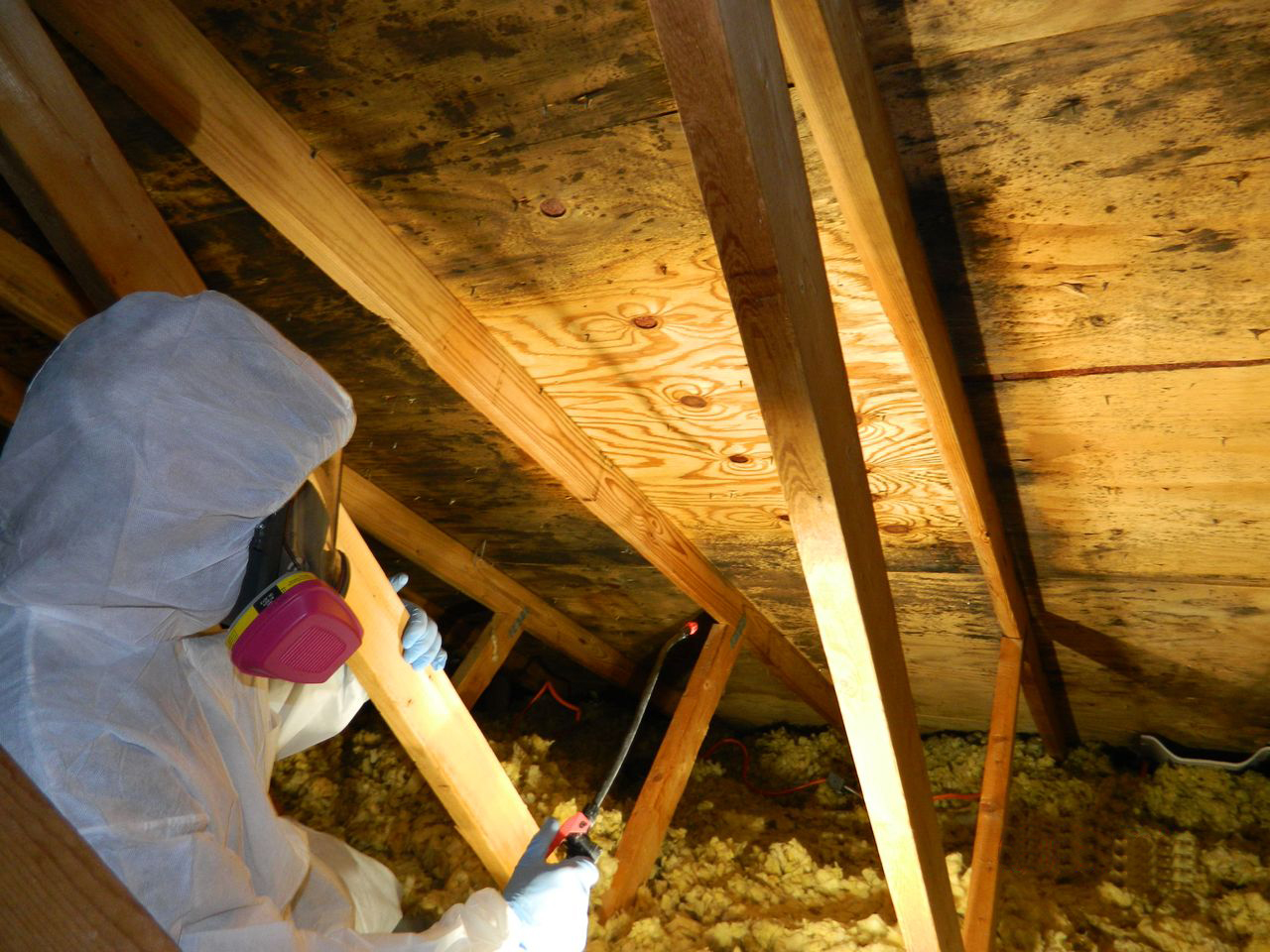 Professional Mold Removal Services across all United States