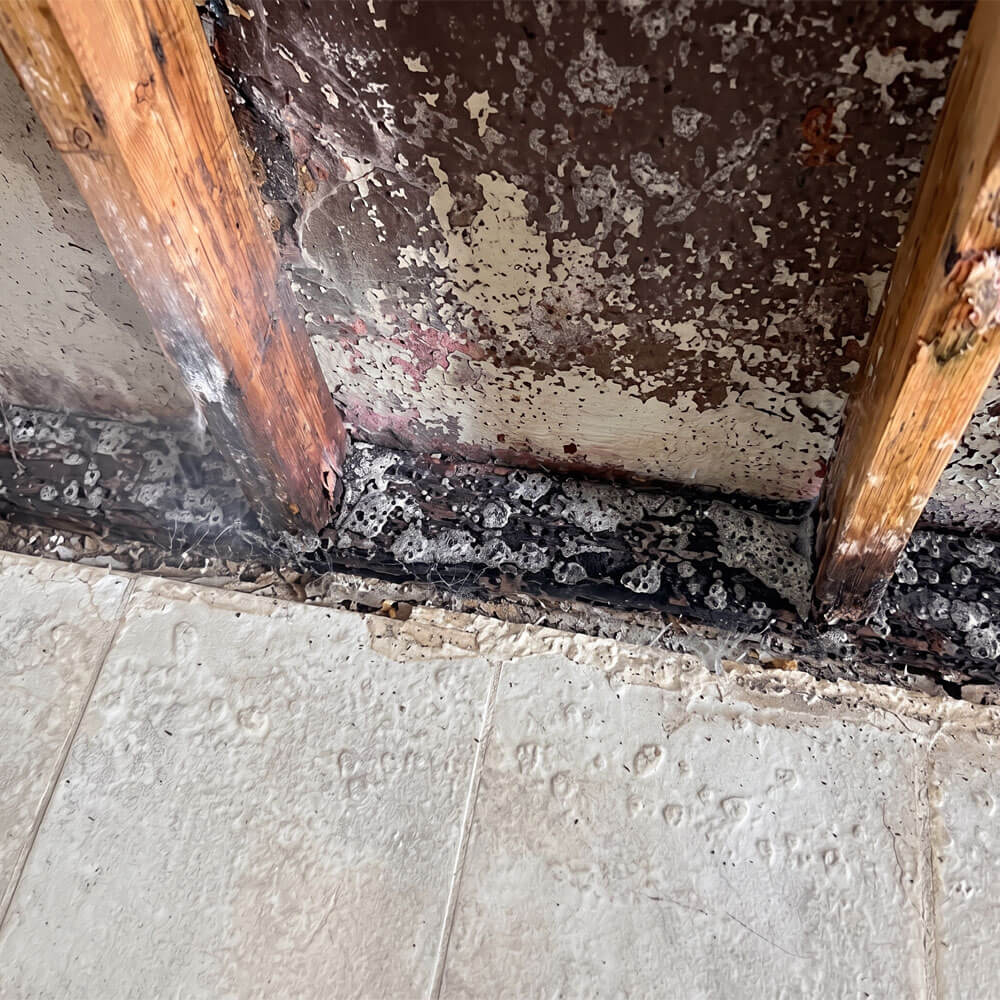 Basement Mold Remediation